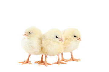 Little chicks isolated on white background