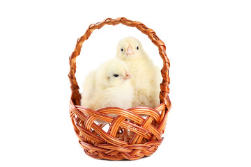 Little chicks sitting in basket on white background