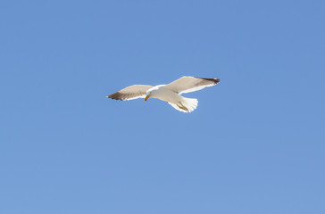Fototapeta na wymiar Seagull flying isolated in blue sky - Image