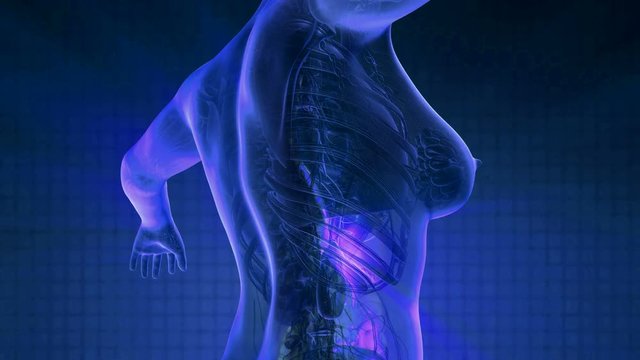 loop science anatomy scan of human digestive system glowing 
