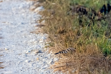 Eurasian hoopoe (Upupa epops)  in Jim Corbett National Park, India