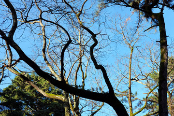Fototapeta na wymiar Tree branch silhouette