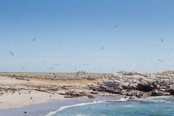 Bird island at Lamberts Bay, West Coast South Africa with gathering of gannets
