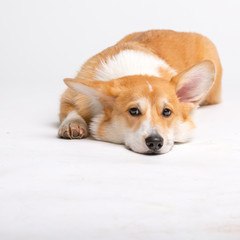 Corgi Fluffy Dog Isolated