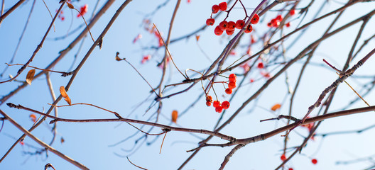 berries and stalks of mountain ash against the sky texture