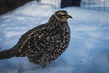 young quail walking in a cage on a winter day