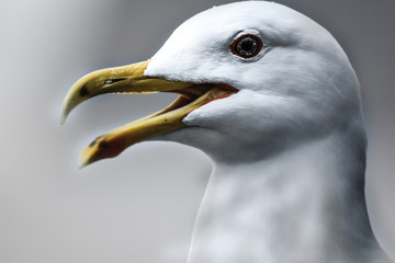 Seagull