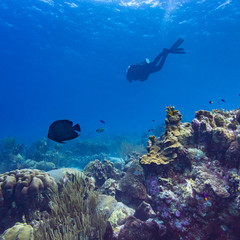 Fototapeta na wymiar Diver on Reef