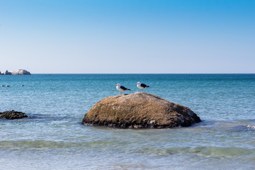 Two seagulls on a rock at the beach - West coast South Africa - Image