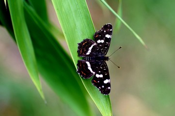 Landkärtchen (Araschnia levana f. levana), 2. Generation