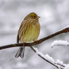 Yellowhammer