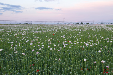 Papaver somniferum industrial plantation in Castilla La Mancha, Spain