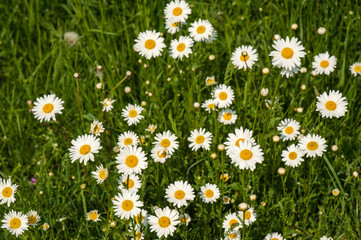 Fototapeta premium White daisy blooms with selective focus on the field in the summer. Nature background with blossoming daisy flowers close up in sunny day.