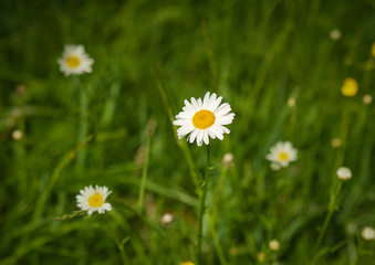 White daisy blooms with selective focus on the field in the summer. Nature background with blossoming daisy flowers close up in sunny day.