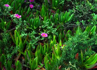 .Bright multicolored flowers and grass at Cape Roca, Portugal