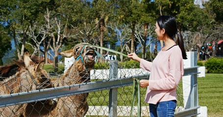 Woman feeding donkey in the farm