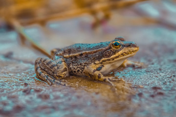 frog