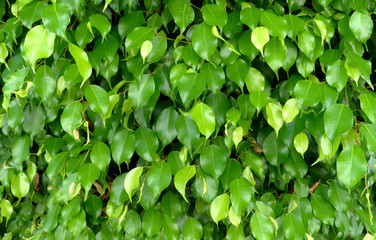 green foliage of a tree under the sun