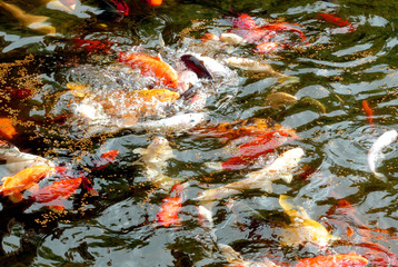 Fototapeta na wymiar colored fish in canary islands park