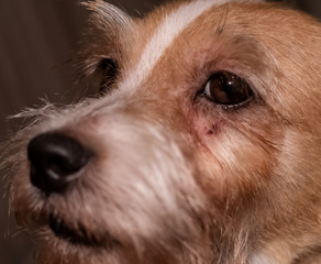 Dog allergy itchy eyes skin nad fur disease. Closeup scratches.