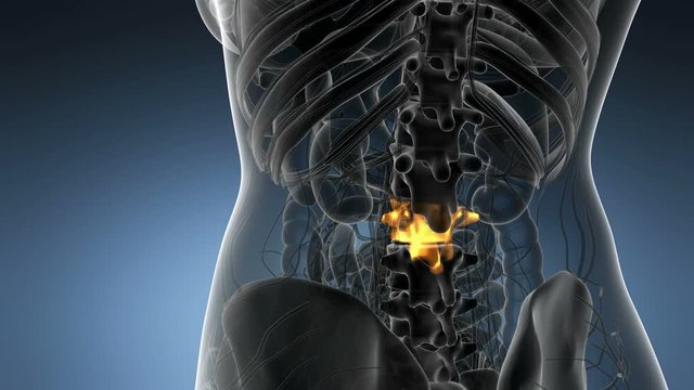 SPINE bone skeleton x-ray scan