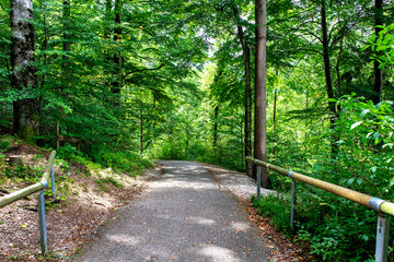 A path in the forest park in summer day. High green trees.