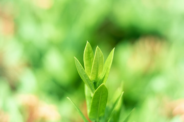 Leaved green natural background