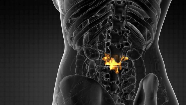 SPINE bone skeleton x-ray scan