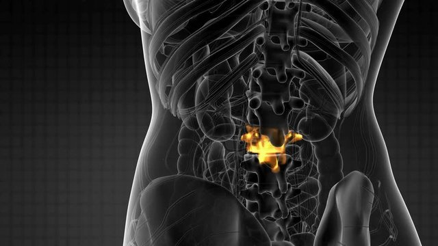 SPINE bone skeleton x-ray scan