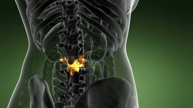 SPINE bone skeleton x-ray scan