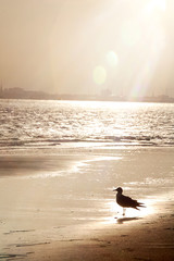 Silhouette of single bird at the beach with sunrays.