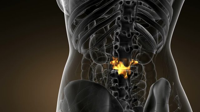 SPINE bone skeleton x-ray scan