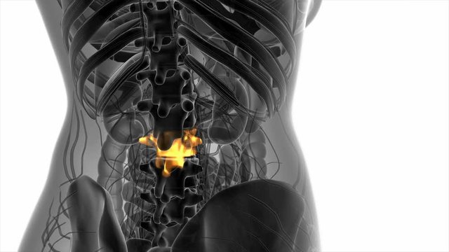 SPINE bone skeleton x-ray scan