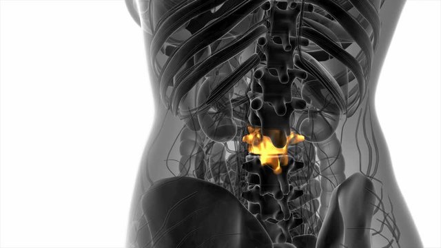 SPINE bone skeleton x-ray scan