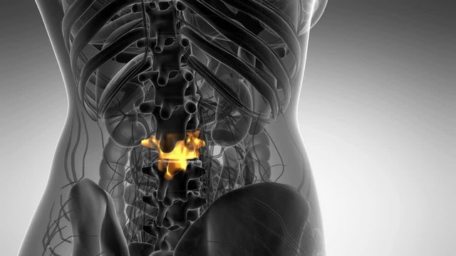 SPINE bone skeleton x-ray scan
