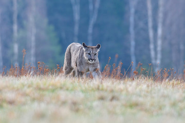 Cougar (Puma concolor), also commonly known as the mountain lion, puma, panther, or catamount. is the greatest of any large wild terrestrial mammal in the western hemisphere.