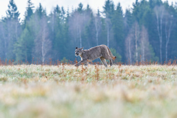 Cougar (Puma concolor), also commonly known as the mountain lion, puma, panther, or catamount. is the greatest of any large wild terrestrial mammal in the western hemisphere.