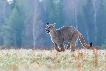 Cougar (Puma concolor), also commonly known as the mountain lion, puma, panther, or catamount. is the greatest of any large wild terrestrial mammal in the western hemisphere.