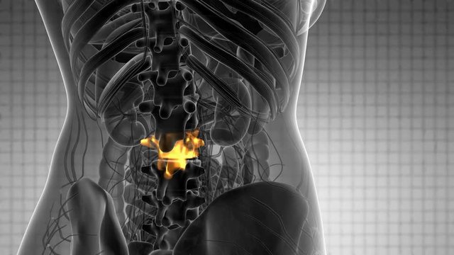 SPINE bone skeleton x-ray scan
