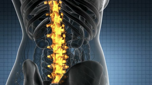 SPINE bone skeleton x-ray scan