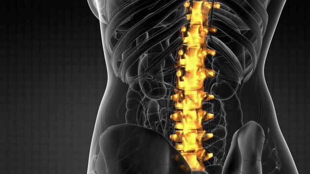 SPINE bone skeleton x-ray scan