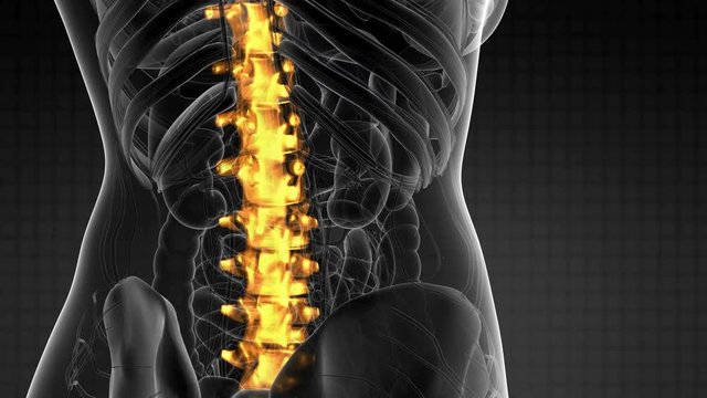 SPINE bone skeleton x-ray scan