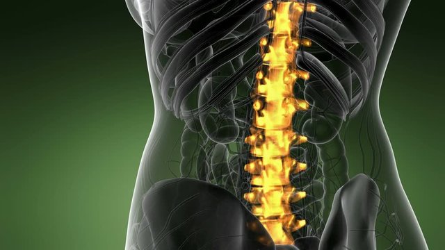 SPINE bone skeleton x-ray scan