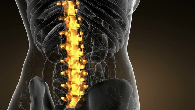 SPINE bone skeleton x-ray scan