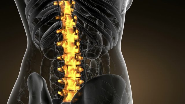 SPINE bone skeleton x-ray scan