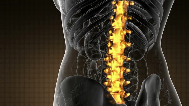 SPINE bone skeleton x-ray scan