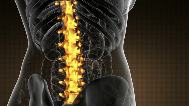 SPINE bone skeleton x-ray scan