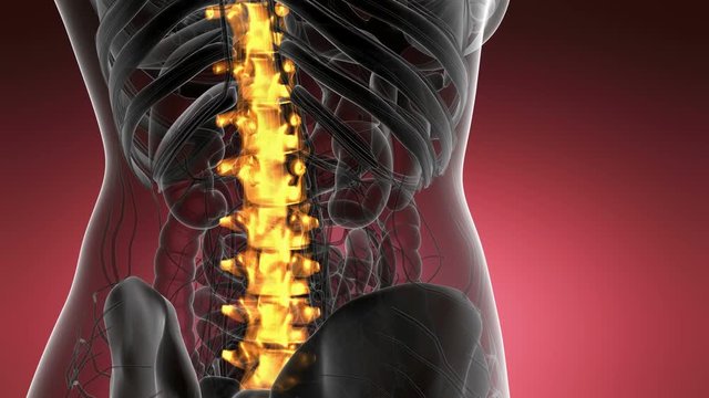 SPINE bone skeleton x-ray scan