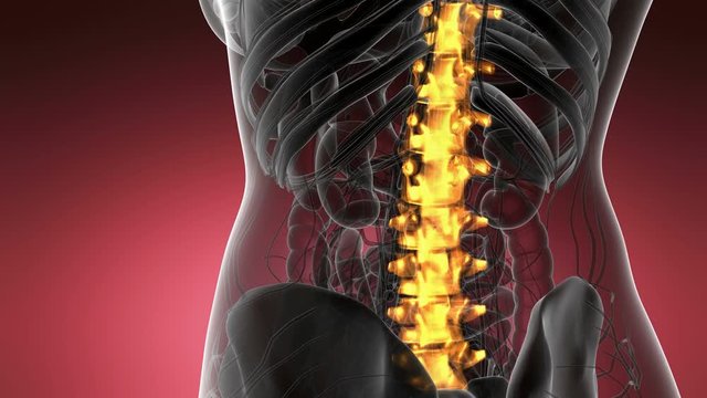 SPINE bone skeleton x-ray scan