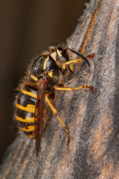 Wespe raspelt Holz, Wespe erzeugt Nistbaustoff, Wespe knabbert Nistmaterial zum Nestbau, Holzraspelnde Wespe, Wespen gehören ins Ökosystem